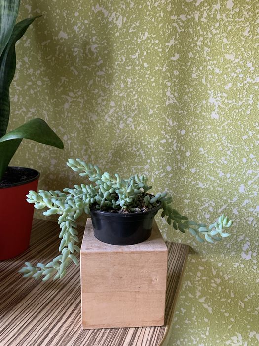 Седум(очиток)Моргана