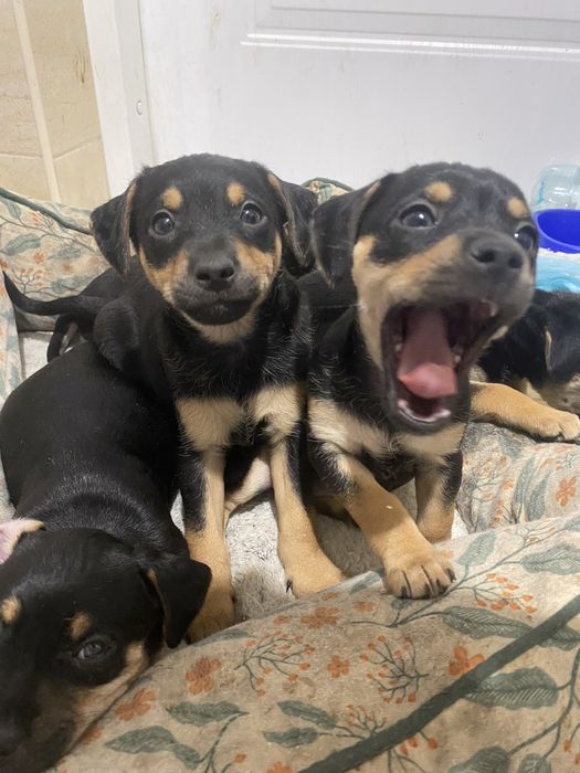 Szczeniaki do przygarnięcia