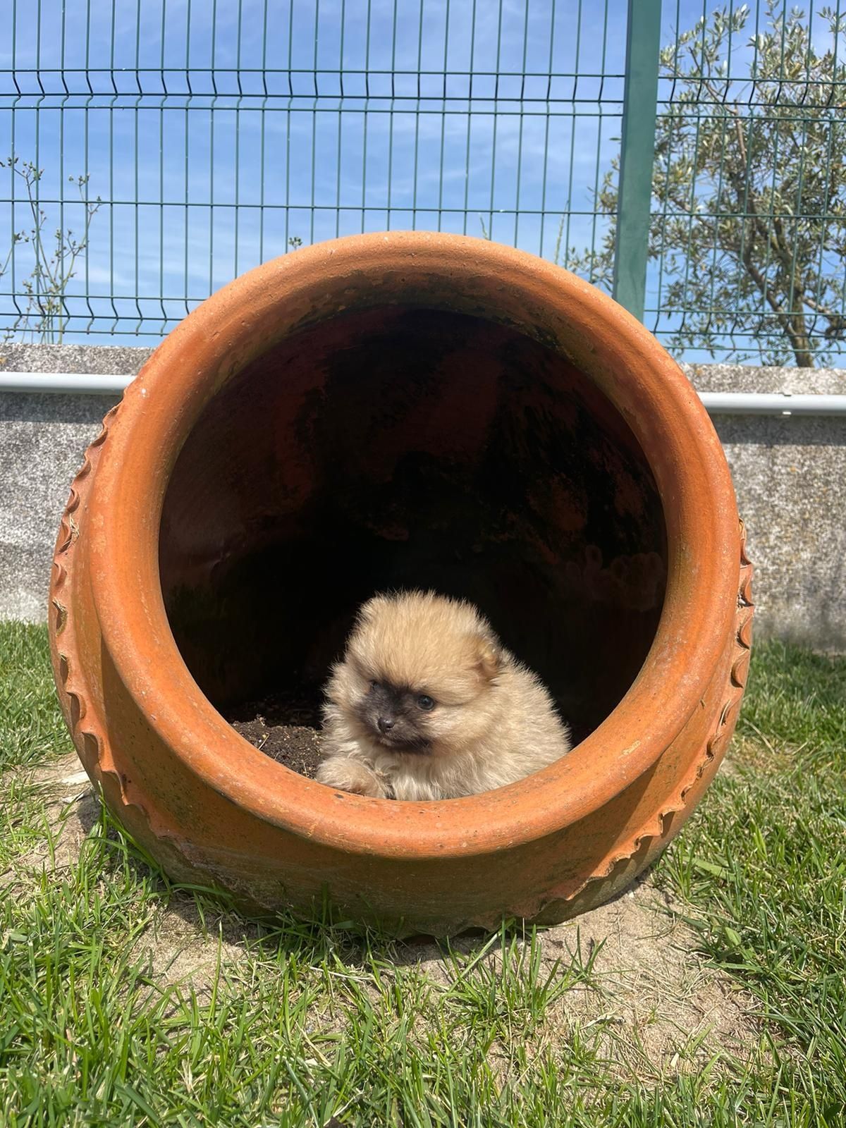 lulu pomerânia (2kg adulto)com lop