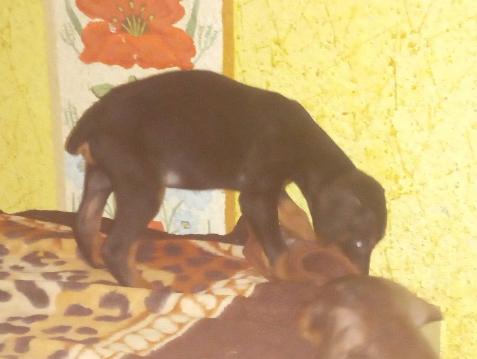 Продам цуценят породи доберман про вакциновані