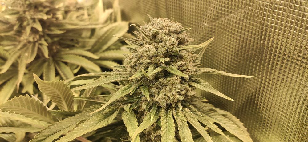 25 gramów przetartych topów konopi Indoor pure CBD Mohito 21%