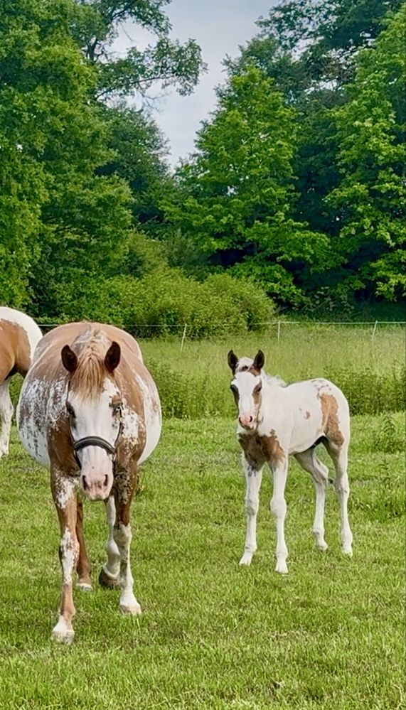 Ogierek American Paint Horse