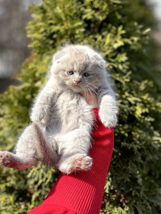 Шотландские котята мальчики и девочки с ветеринарным паспортом