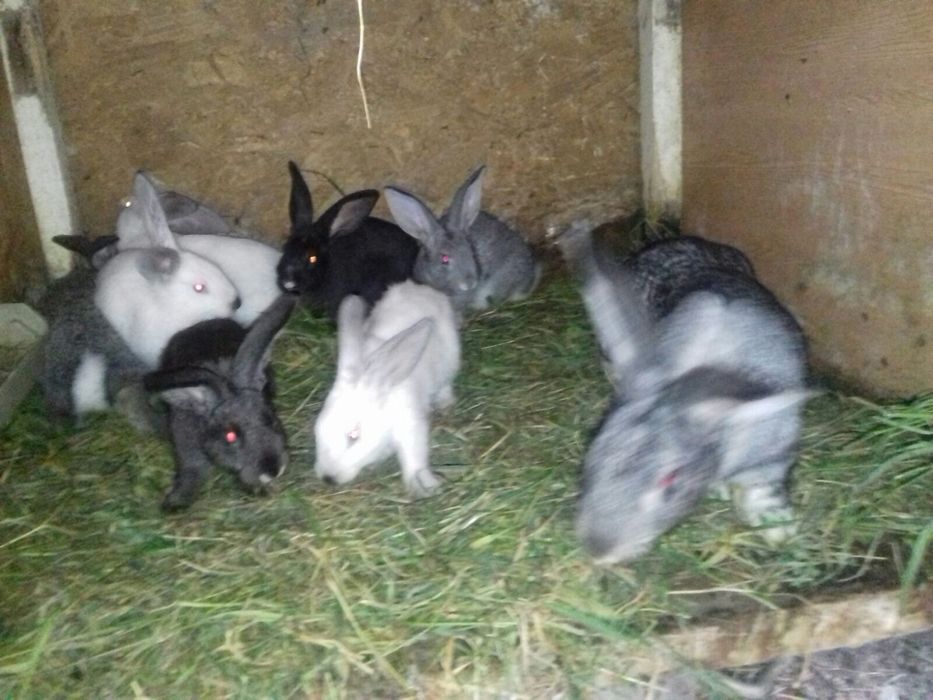 Молоді кролинята