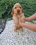 Piesek rudy cocker spaniel angielski