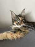 Kotka Maine Coon