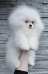 Szpic miniaturowy FCI Pomeranian ZKwP BOO
