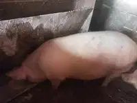 Продам свиню годував домашнім молоком сухарями