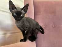 Czarny kocurek Devon Rex