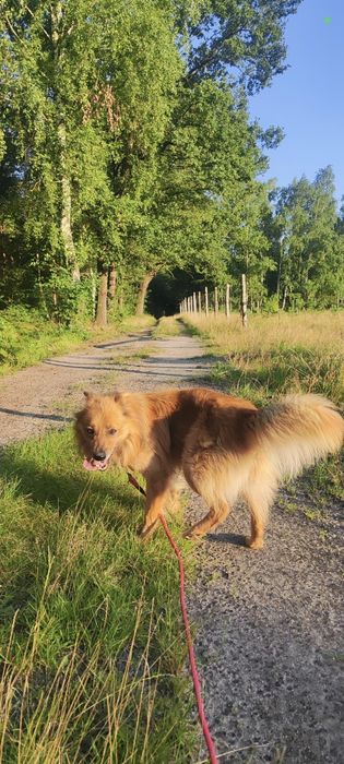 Oddam psa w dobre ręce