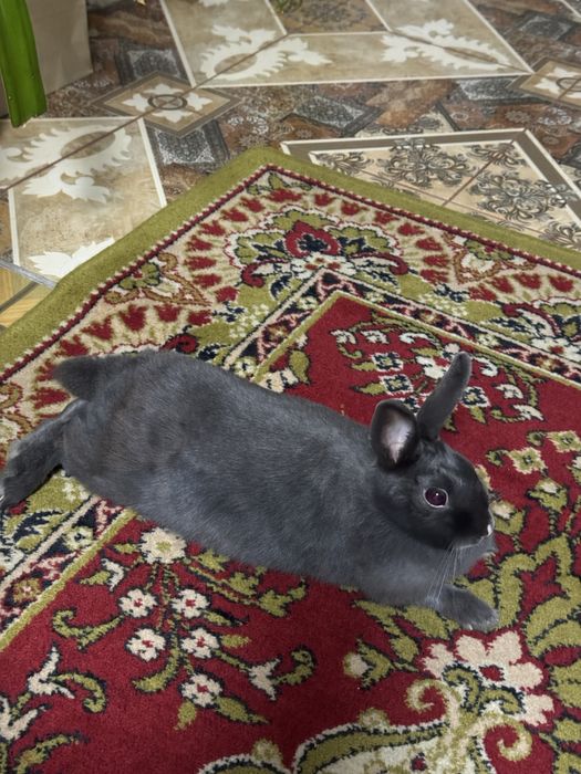 В добрі руки безкоштовно