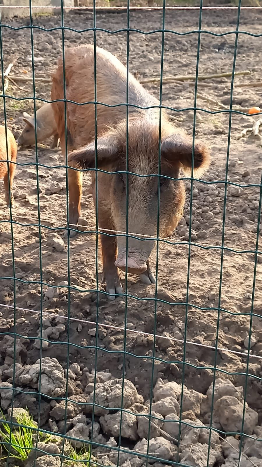 Porco ovelha (fêmeas)