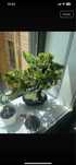 Bonsai artificial