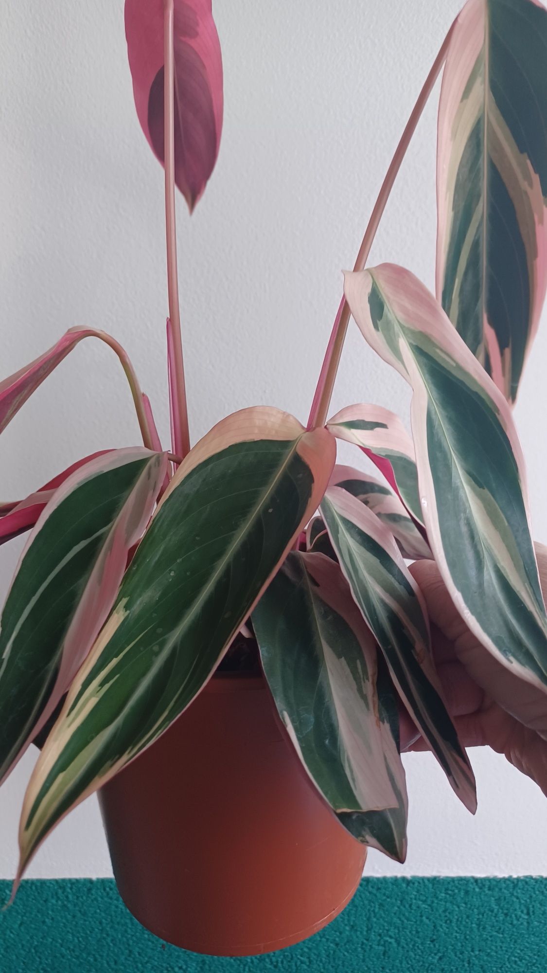 Calathea stromanthe triostal