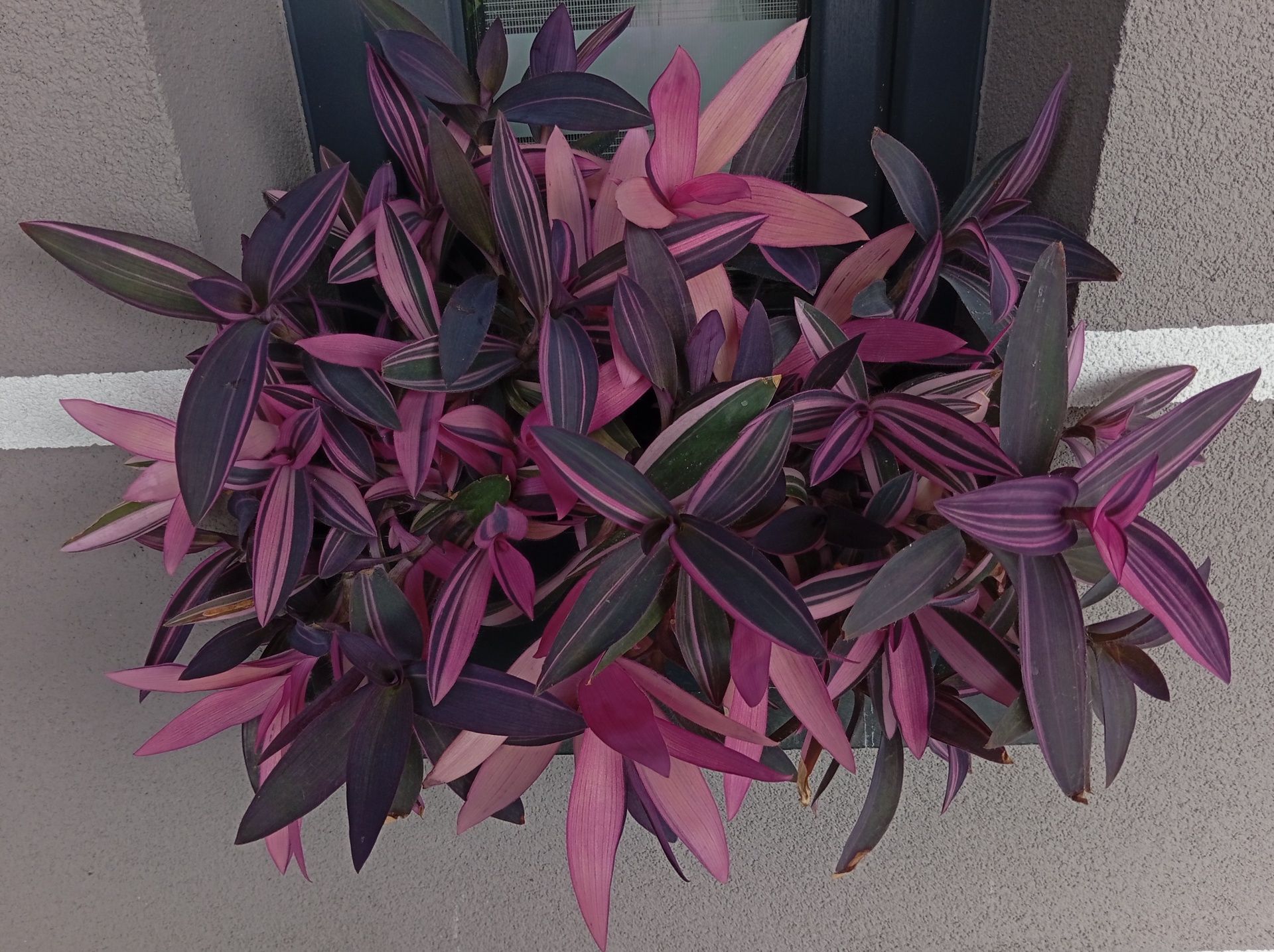 Pallida Pink Stripe