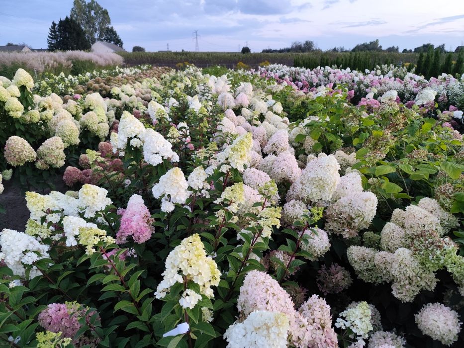 Hortensje bukietowe i krzewiaste