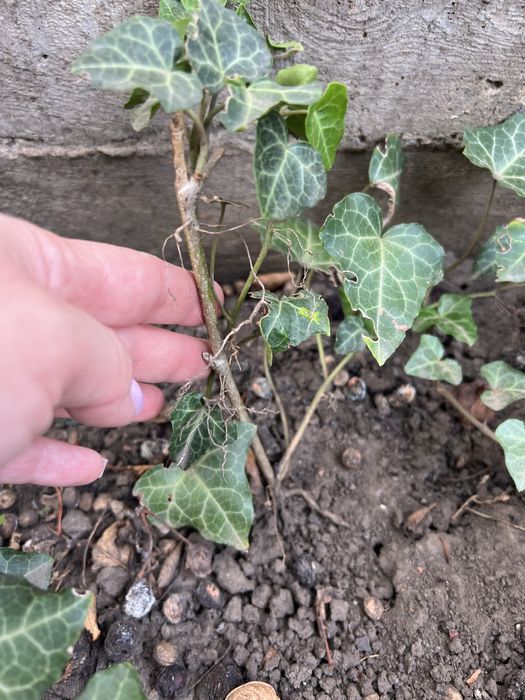 Плющ ( саженцы )