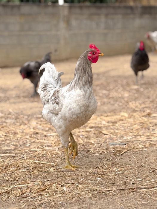 Galo da raça jersey