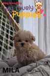 Maltipoo mini dziewczynka  mini Mila