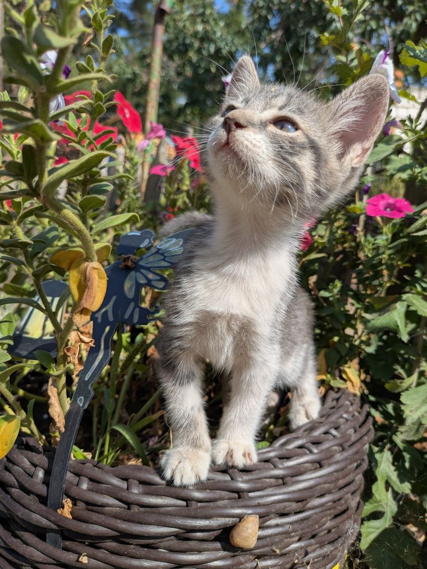 Котята кошенята (доставка по місту)