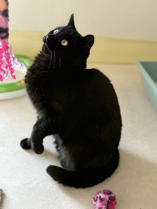 Luna do adopcji od zaraz