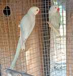 Ring Necks Casais