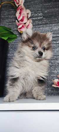 Szpic miniaturowy Pomeranian Blue merle suczka