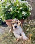 Piękny Beagle Tricolor szuka kochającego domu!