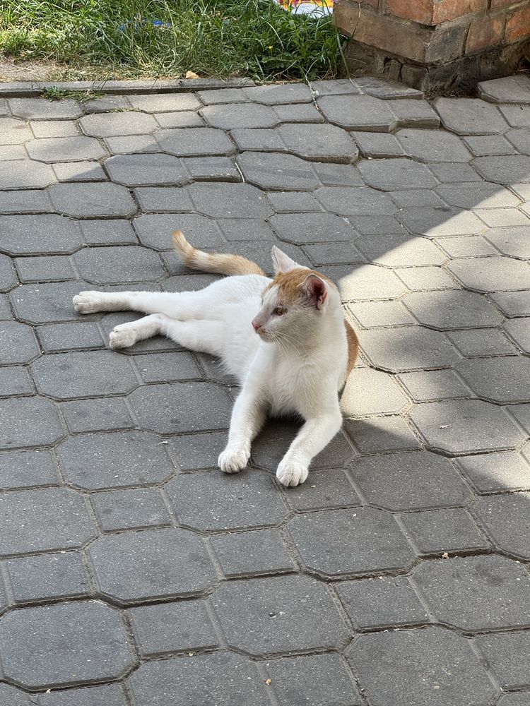 Kotek szuka domku