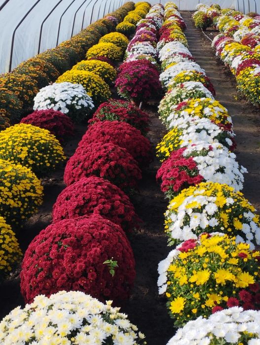 Chryzantemy drobnokwiatowe