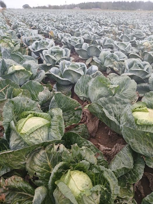 Kapusta szatkowana z własnej uprawy