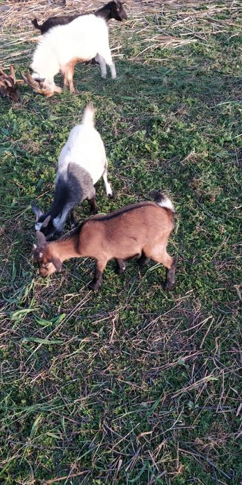 Cabras Anãs fêmea e machos
