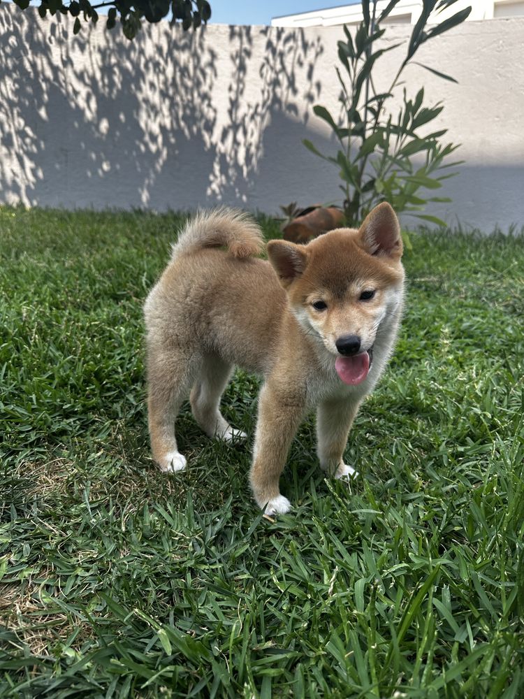 Shiba Inu Femea