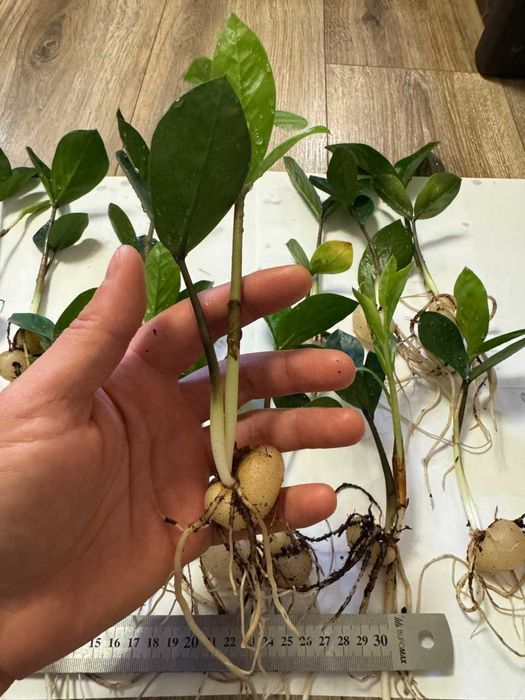 Zamioculcas zamiifolia/Заміокулькас дітки/Вкорінені з бульбами