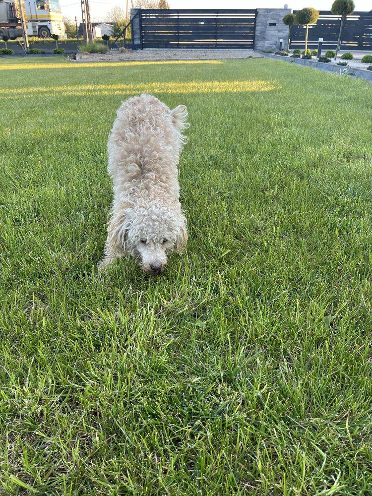 Cavapoo piesek do odbioru