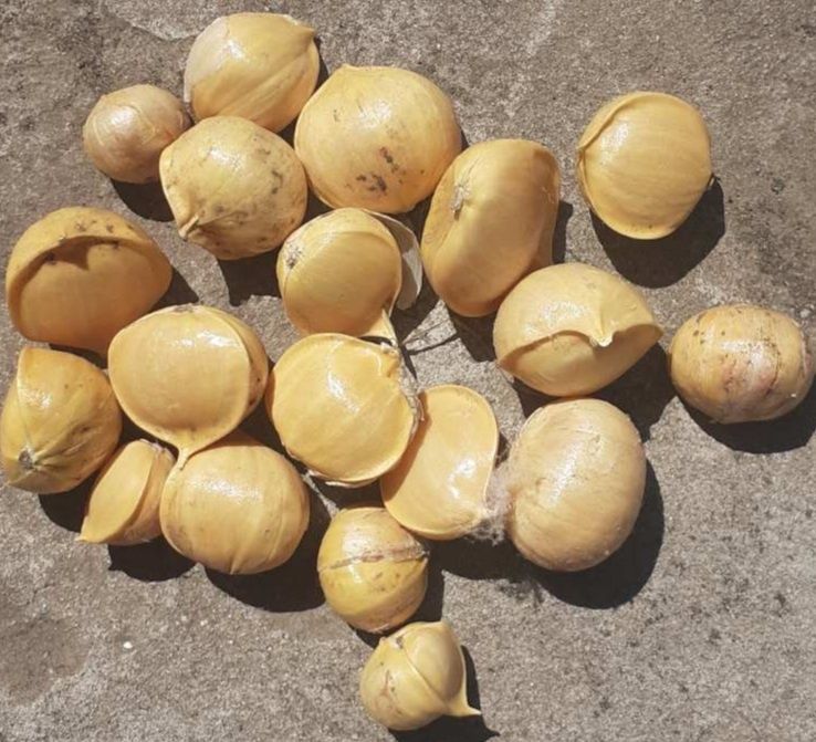 Продам честнок сорт ракомбол