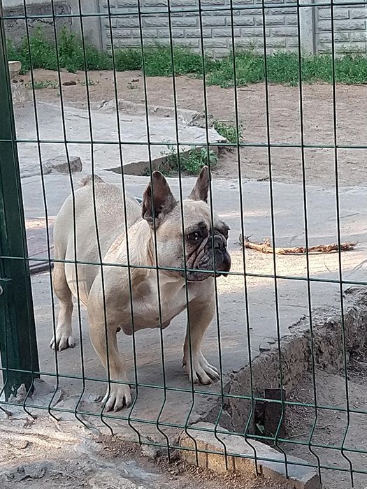 Розплідник пропонує