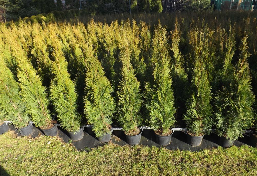 Tuja Szmaragd 100-110 cm Thuja Smaragd Transport Sadzenie