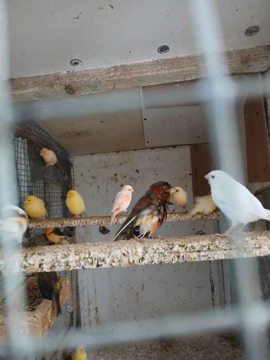 Sprzedam kanarki  120 zł sztuka