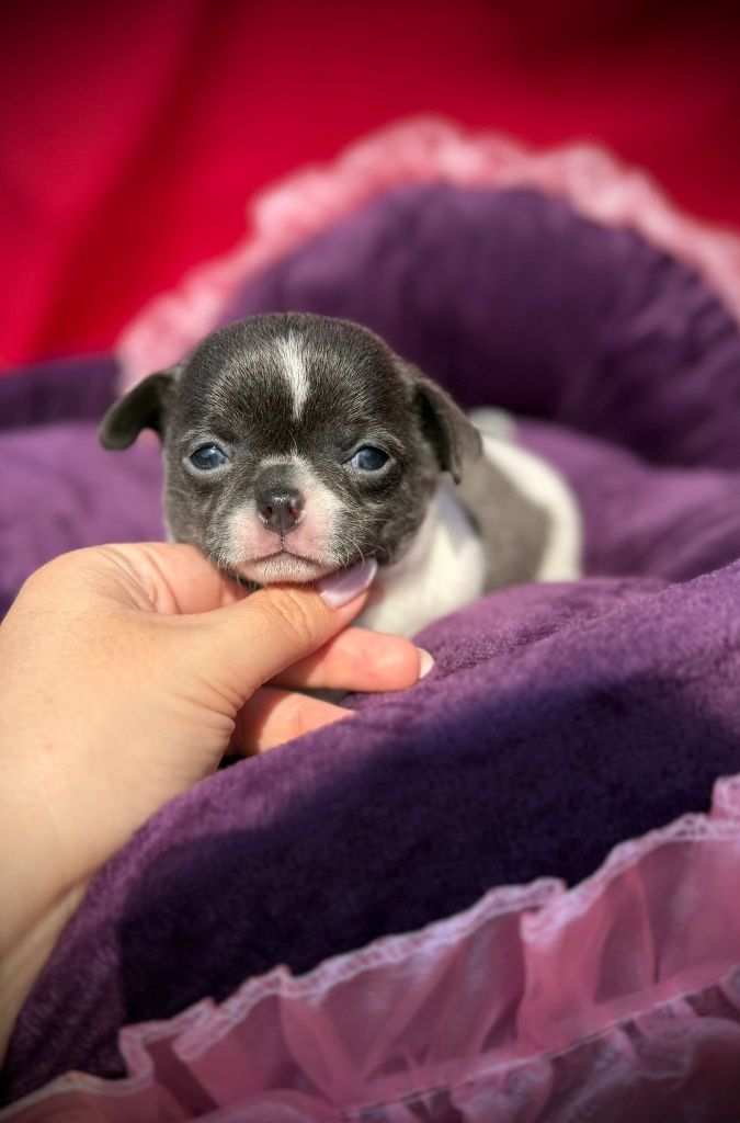 Suczka Chihuahua z rodowodem