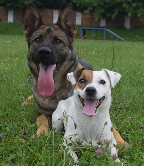 В'язка Джек Рассел тер'єр