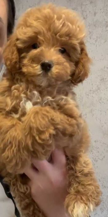 Насыщенно карамельный мальчик мальтипу.