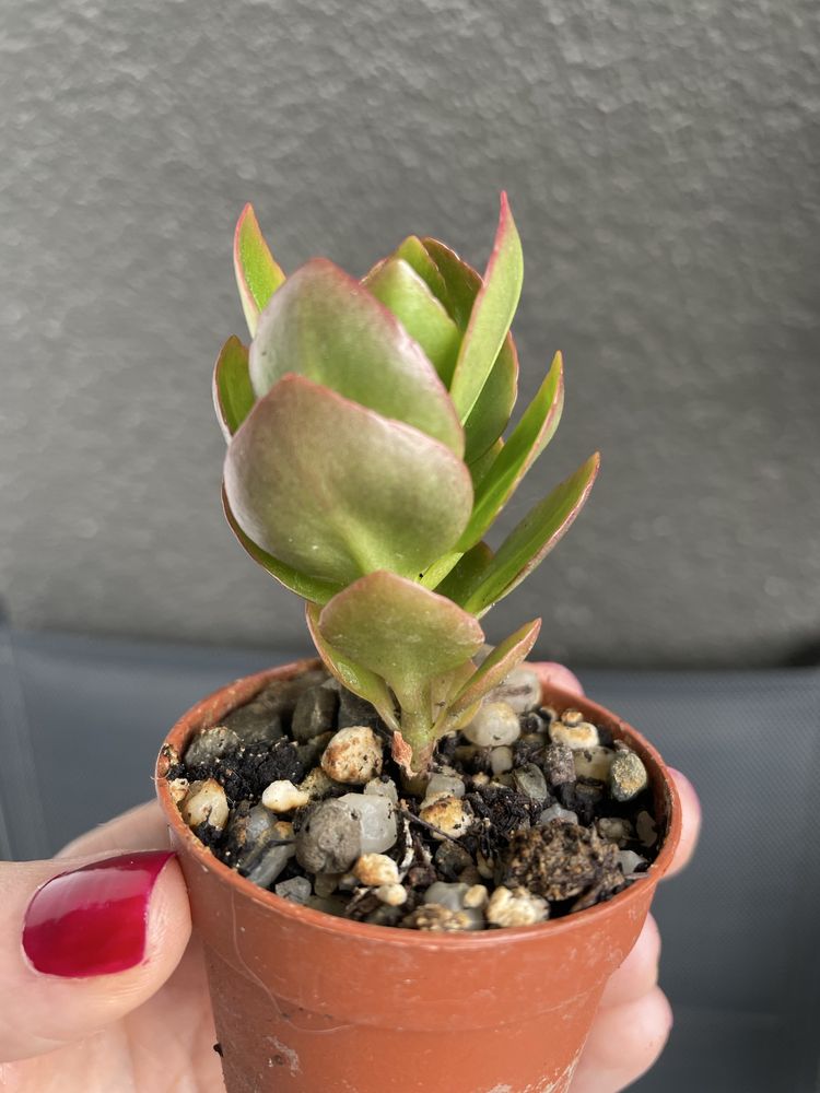 Sukulent Kalanchoe