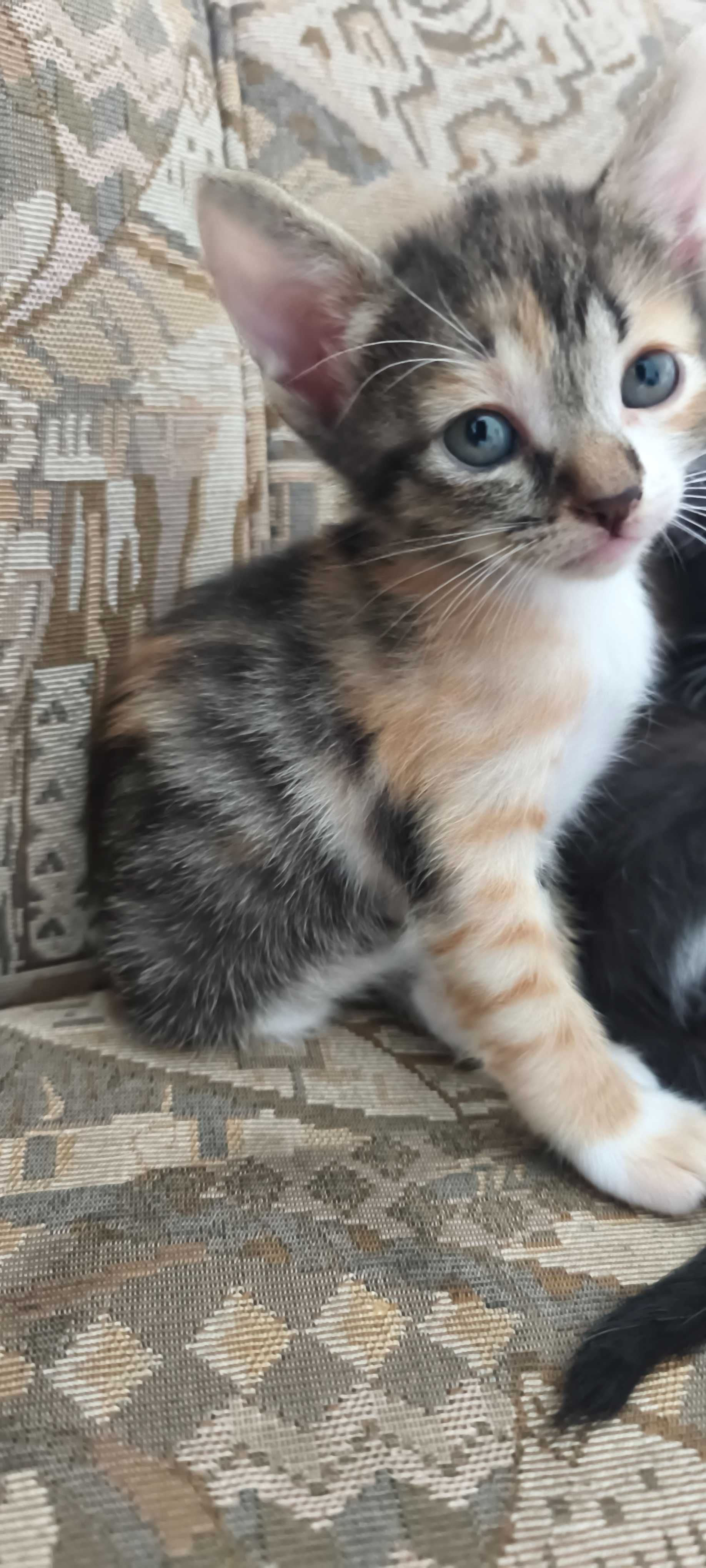 Gatinhos fofos para adoção