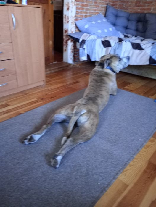 Oddam za darmo amstaf pręgowany