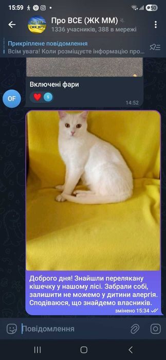 Безкоштовно котика в добрі руки