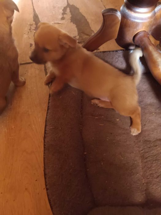 Oddam za darmo szczenięta