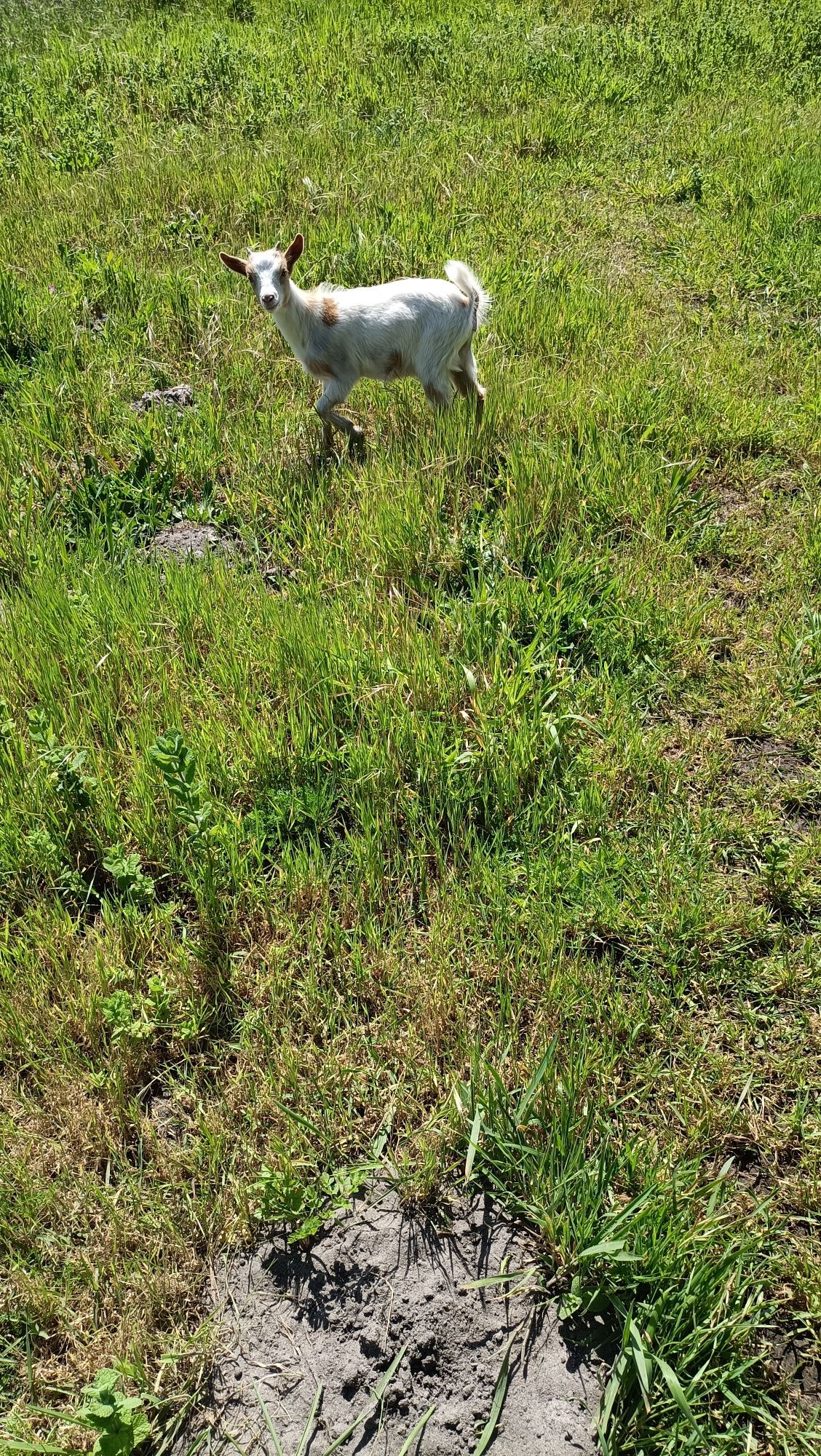 Vendo cabras mãe e dois filhos