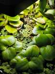 Vendo salvínea auriculata, planta aquarismo ornamental.