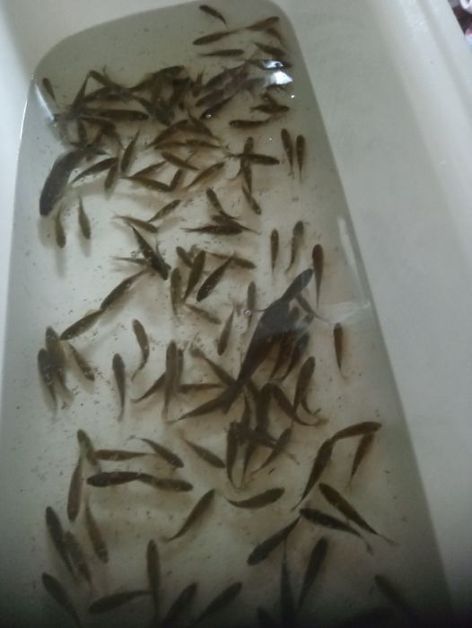 Sprzedam Karasia! Zapraszam